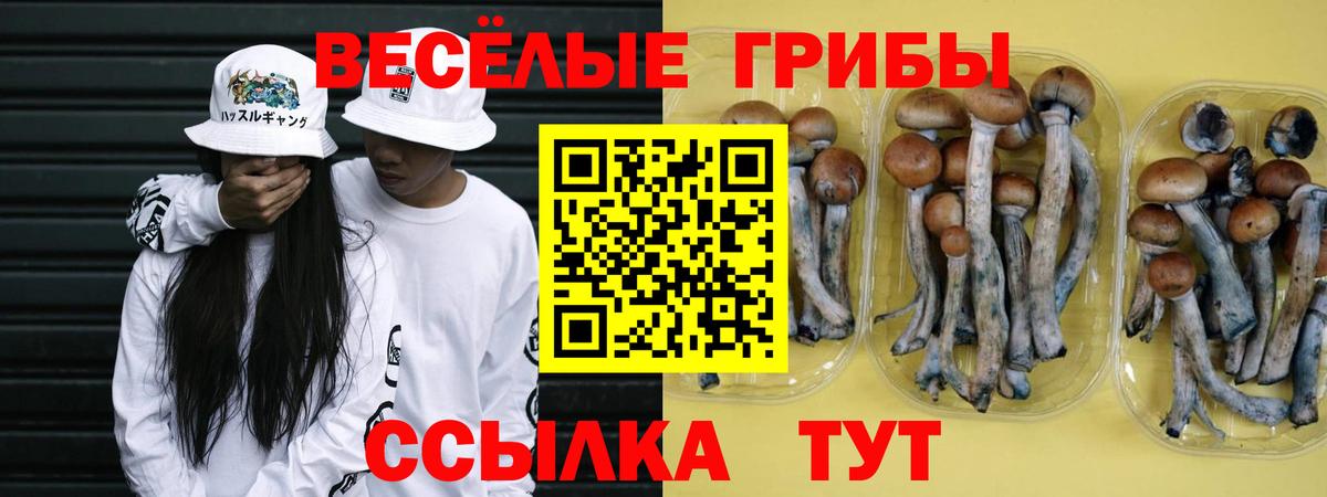 Краснознаменск  Псилоцибиновые грибы Cubensis  Вход с VPN 